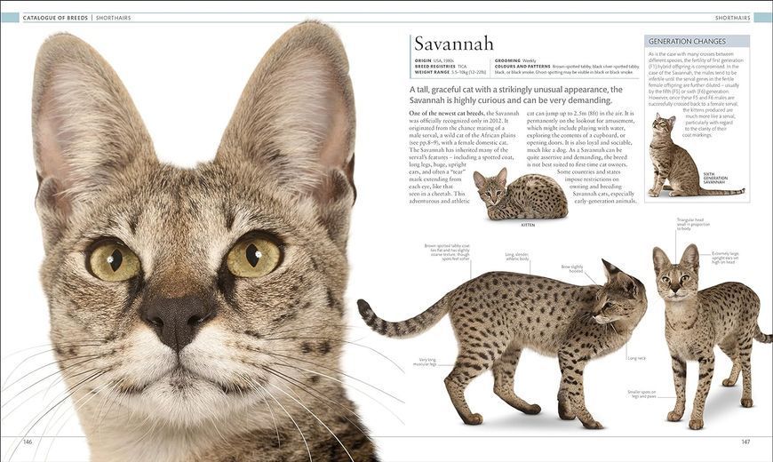 The Cat Encyclopedia F009915 фото