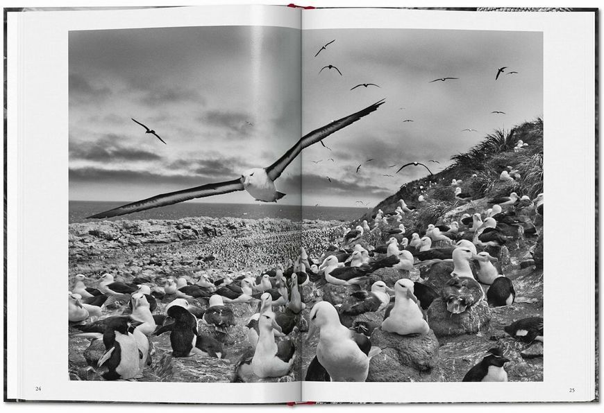Sebastiao Salgado. Genesis F012675 фото