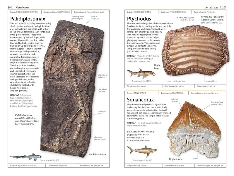 Fossils F011843 фото