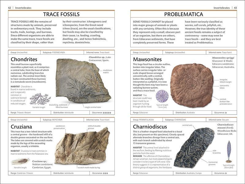 Fossils F011843 фото
