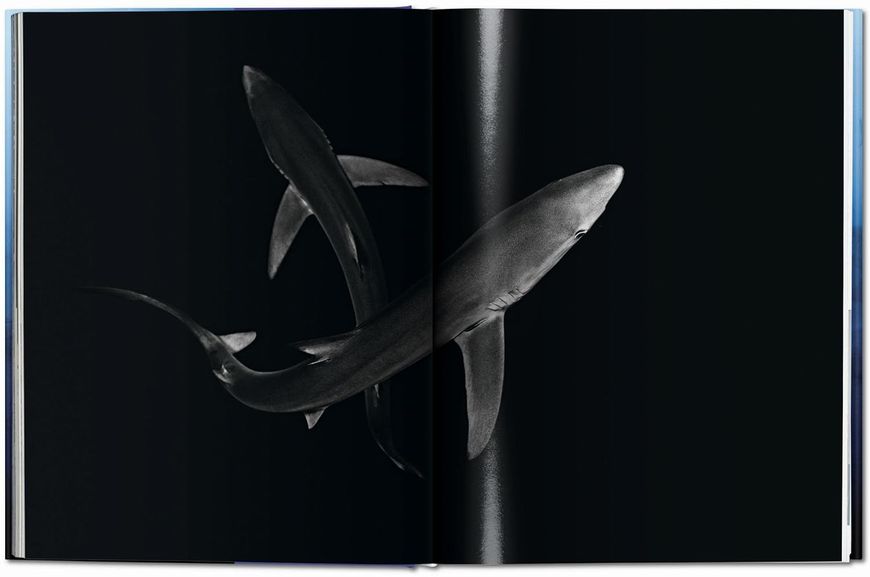 Michael Muller. Sharks F010348 фото