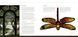Louis Comfort Tiffany: Masterworks F001677 фото 2