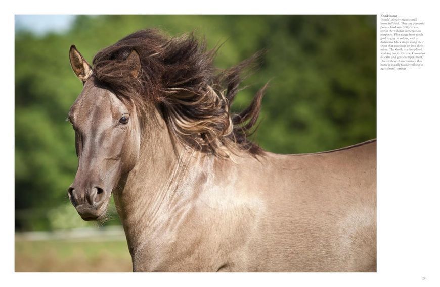 Wild Horses F013973 фото