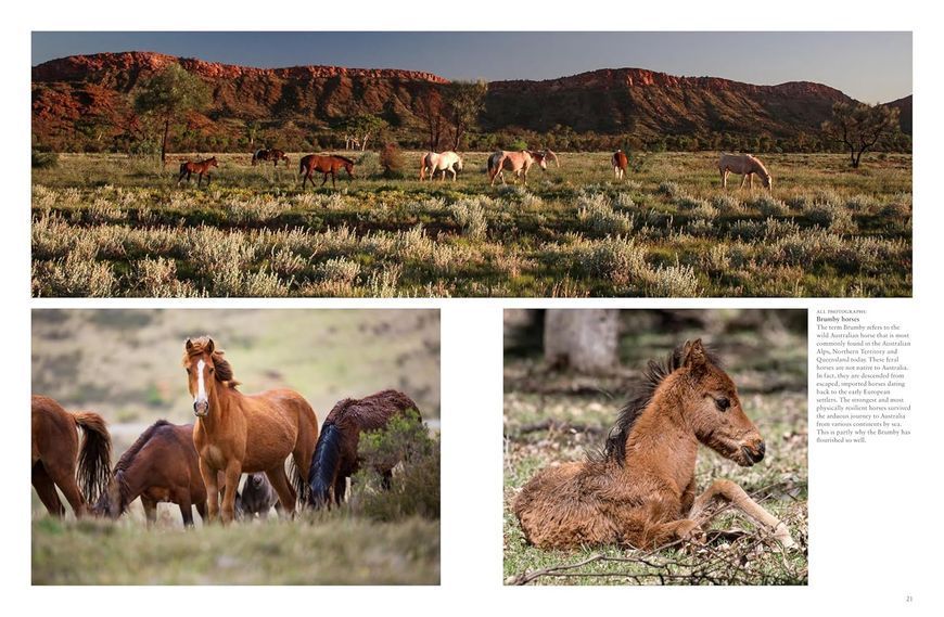 Wild Horses F013973 фото