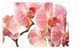 Rosie Sanders' Flowers. A Celebration Of Botanical Art F010399 фото 4