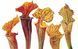 Rosie Sanders' Flowers. A Celebration Of Botanical Art F010399 фото 2