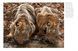 Tigers: Stunning Photographs of the World's Biggest Cats F012883 фото 5