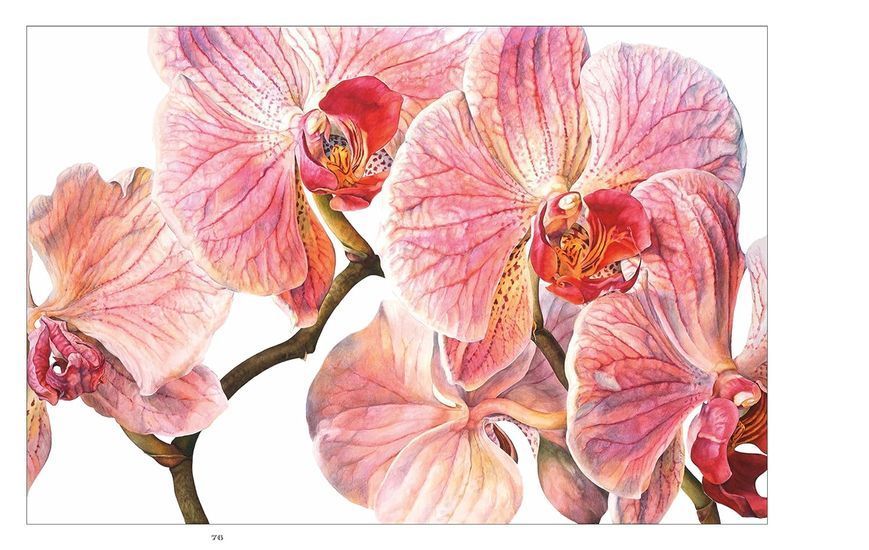 Rosie Sanders' Flowers. A Celebration Of Botanical Art F010399 фото