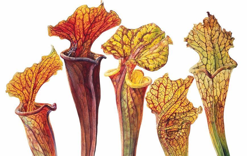Rosie Sanders' Flowers. A Celebration Of Botanical Art F010399 фото