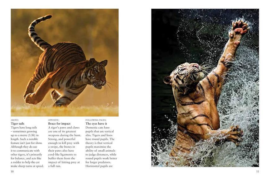 Tigers: Stunning Photographs of the World's Biggest Cats F012883 фото