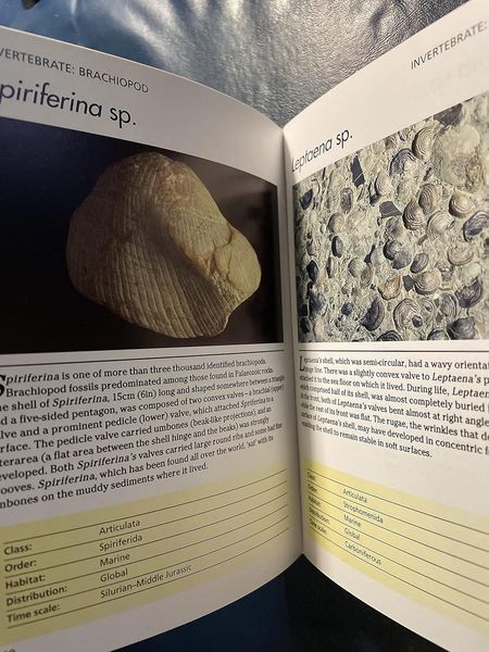 Fossils: 300 of the Earth's Fossilized Species F012736 фото