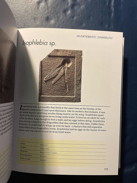 Fossils: 300 of the Earth's Fossilized Species F012736 фото