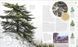 The Tree Book. The Stories, Science, and History of Trees F010746 фото 4