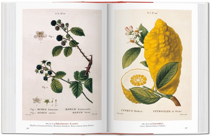 A Garden Eden. Masterpieces of Botanical Illustration. 40th Ed. F005712 фото