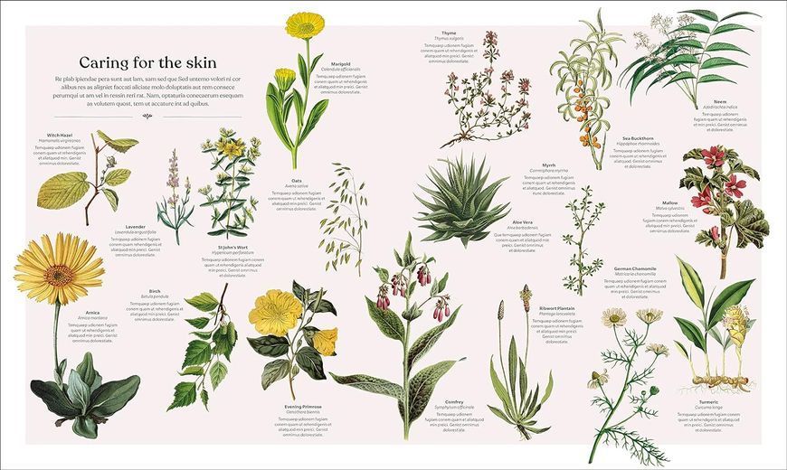 The Herb Book. The Stories, Science, and History of Herbs F010004 фото