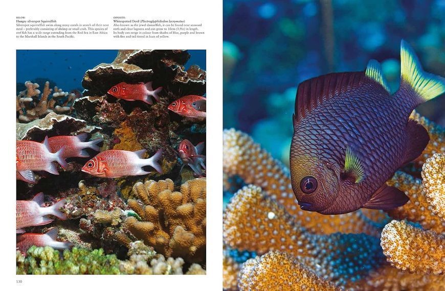 Reefs: The Oceans' Underwater Ecosystems F012741 фото