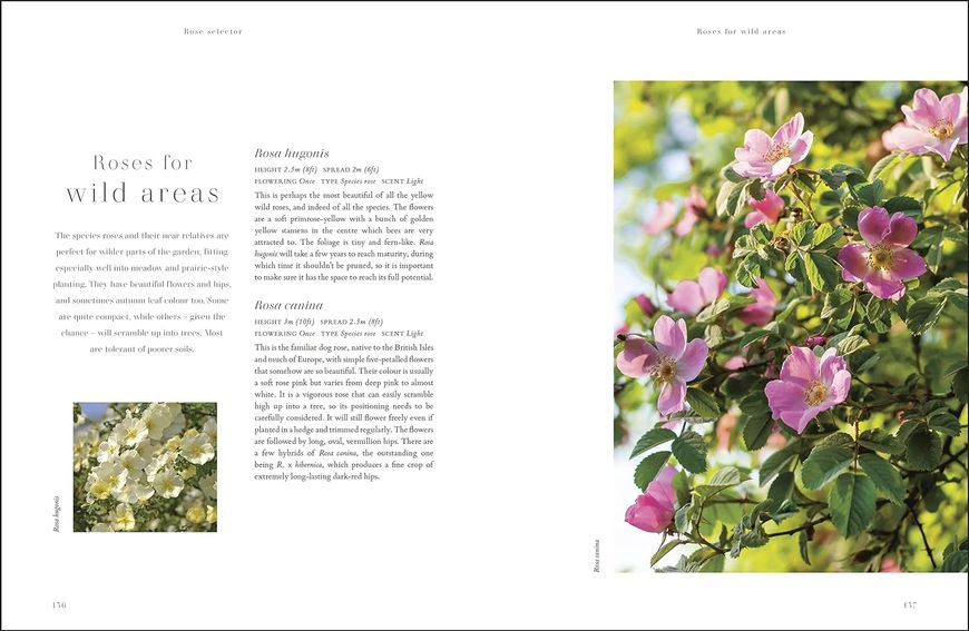 RHS Roses. An Inspirational Guide to Choosing and Growing the Best Roses F009748 фото