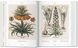 Basilius Besler. Florilegium. The Book of Plants F003138 фото 3