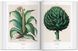 Basilius Besler. Florilegium. The Book of Plants F003138 фото 4