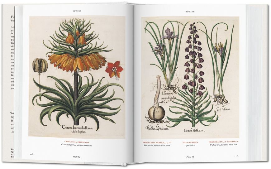 Basilius Besler. Florilegium. The Book of Plants F003138 фото