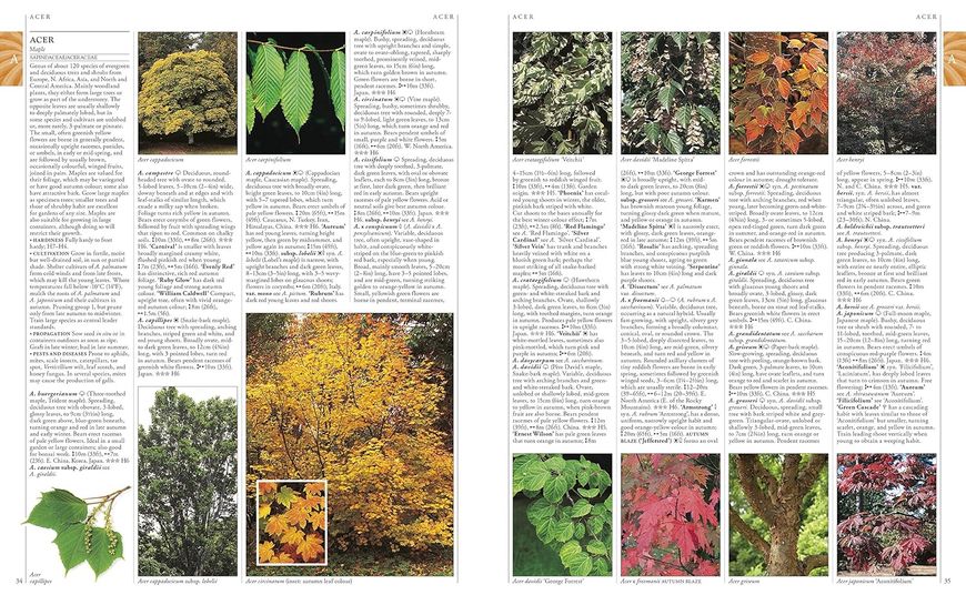 RHS A-Z Encyclopedia of Garden Plants F009747 фото