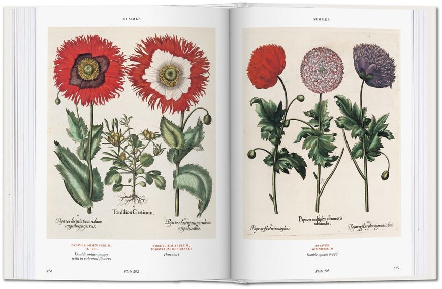 Basilius Besler. Florilegium. The Book of Plants F003138 фото
