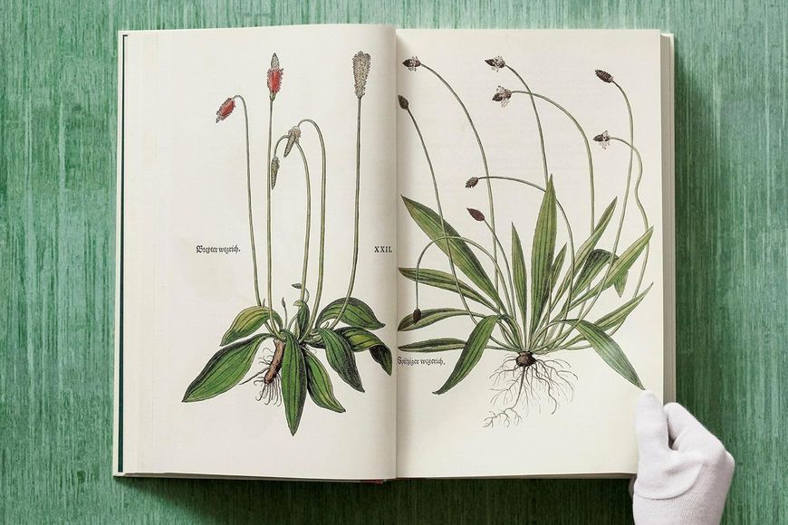 Leonhart Fuchs: The New Herbal / Physician and Pioneer of Modern Botany F013117 фото