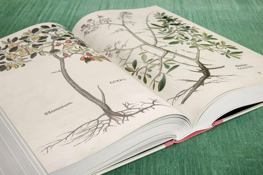 Leonhart Fuchs: The New Herbal / Physician and Pioneer of Modern Botany F013117 фото