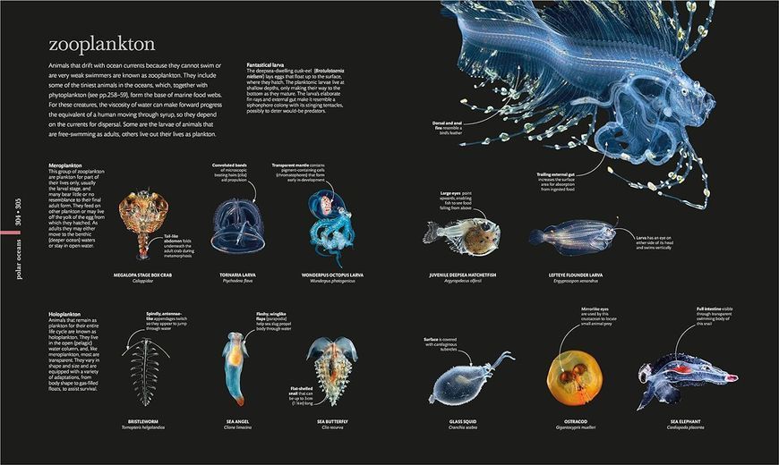 The Science of the Ocean. The Secrets of the Seas Revealed F009783 фото