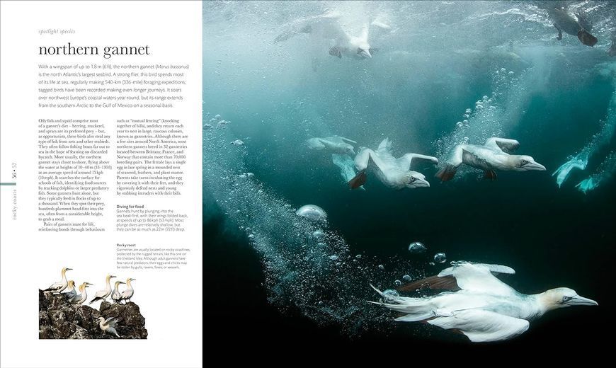 The Science of the Ocean. The Secrets of the Seas Revealed F009783 фото