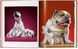 Walter Chandoha. Dogs. Photographs 1941–1991 F000236 фото 9