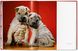Walter Chandoha. Dogs. Photographs 1941–1991 F000236 фото 10