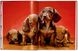 Walter Chandoha. Dogs. Photographs 1941–1991 F000236 фото 11