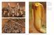 Snakes: From Vipers to Boa Constrictors F012754 фото 7