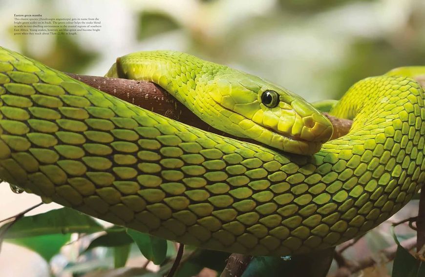 Snakes: From Vipers to Boa Constrictors F012754 фото