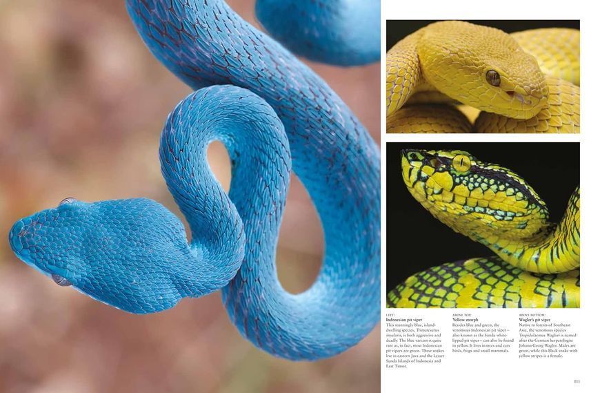 Snakes: From Vipers to Boa Constrictors F012754 фото
