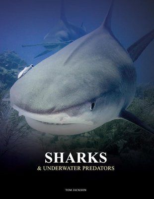 Sharks & Underwater Predators F012755 фото