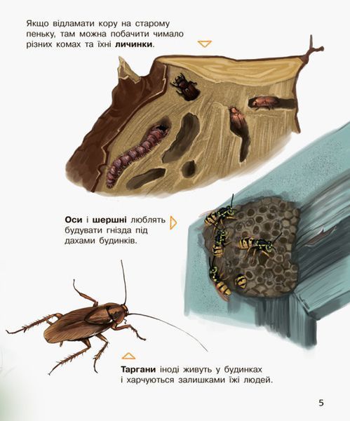 Комахи. Енциклопедія дошкільника F008026 фото