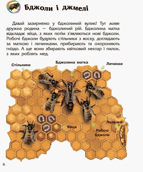 Комахи. Енциклопедія дошкільника F008026 фото