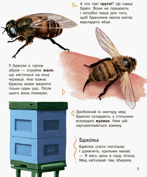 Комахи. Енциклопедія дошкільника F008026 фото