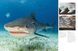 Sharks & Underwater Predators F012755 фото 3