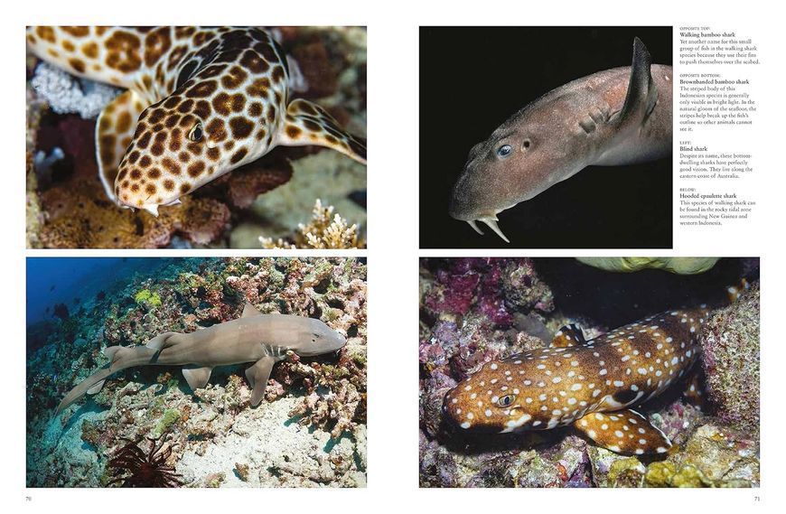 Sharks & Underwater Predators F012755 фото