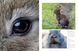 Rabbits: From Hares and Jackrabbits to Adorable Pets F012756 фото 5