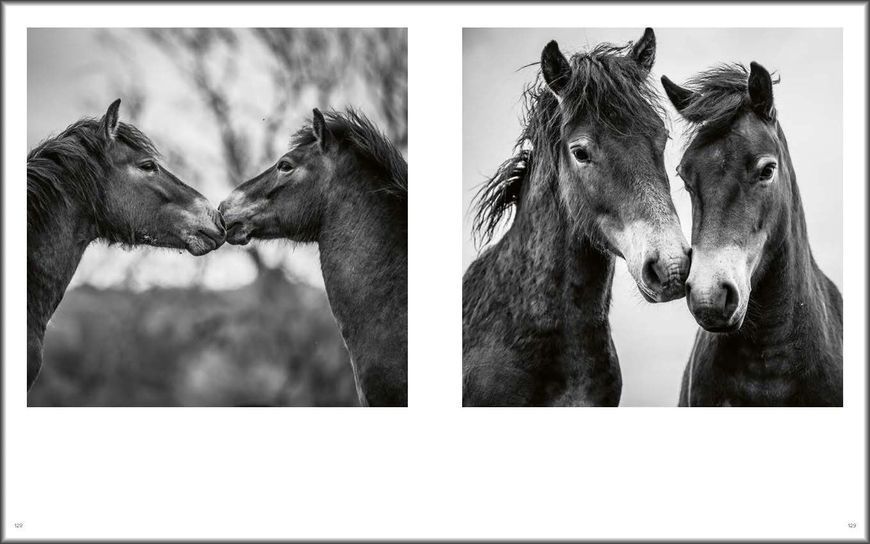 Wild Horses F014165 фото