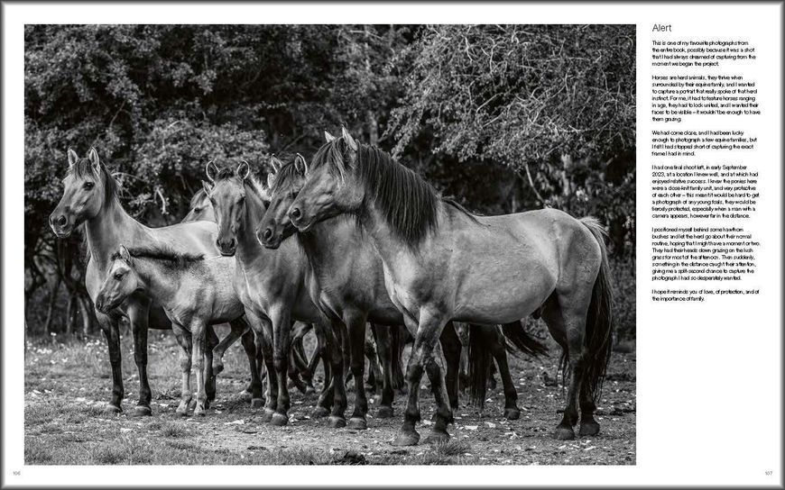 Wild Horses F014165 фото