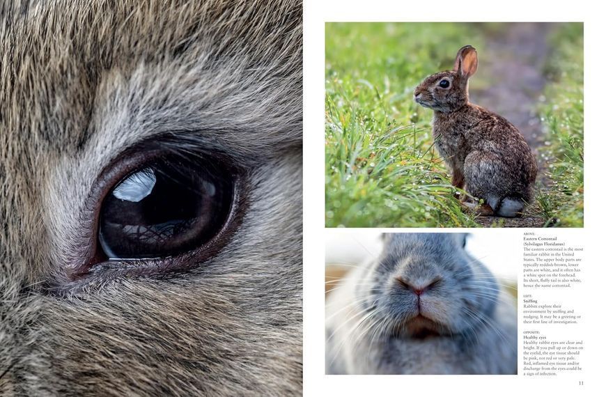 Rabbits: From Hares and Jackrabbits to Adorable Pets F012756 фото
