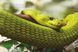 Snakes F014016 фото 6