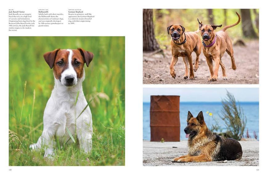 Dogs: A Celebration of Our Canine Friends F012757 фото