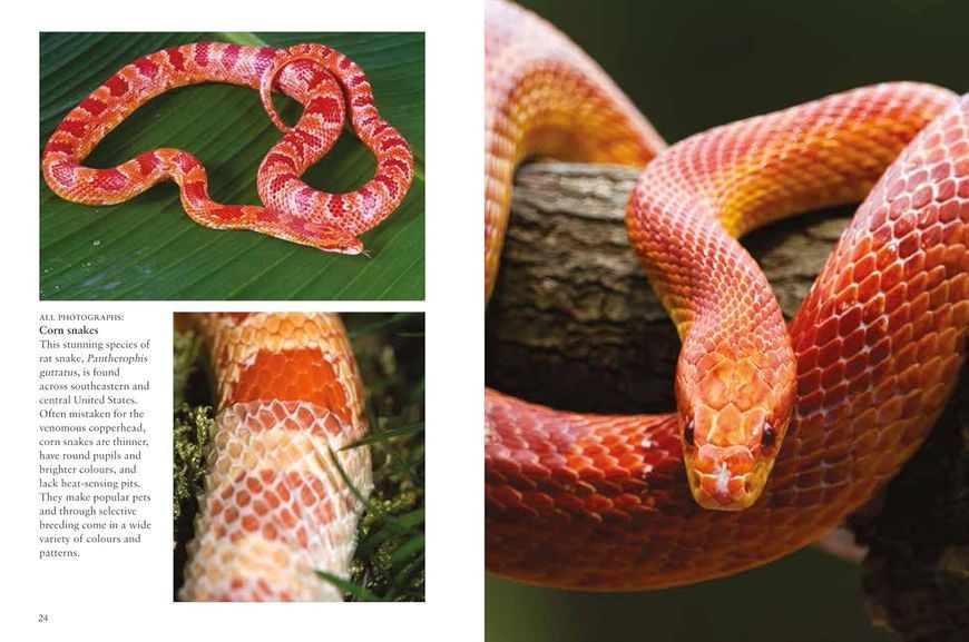 Snakes F014016 фото