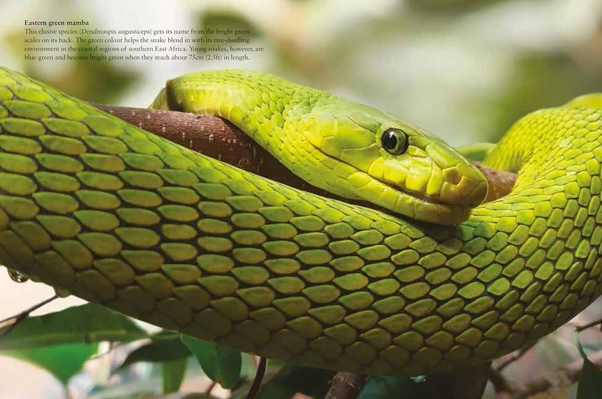 Snakes F014016 фото